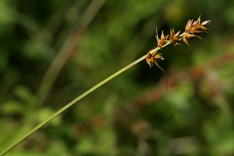 Изображение особи Carex spicata.