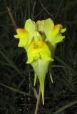 Linaria macroura