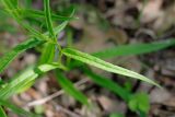 Campanula persicifolia. Листья молодого растения. Татарстан, Нижнекамский р-н, окр. дер. Благодатная, лесостепной участок с чередованием степи и перелесков с преобладанием дуба. Среди древостоя. 14 мая 2016 г.