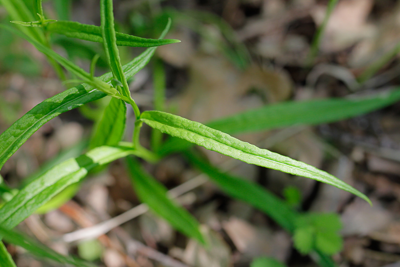 Изображение особи Campanula persicifolia.