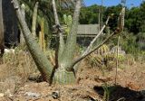 Pseudobombax ellipticum. Основание дерева. Израиль, Шарон, г. Тель-Авив, ботанический сад университета, в культуре. 30.04.2015.