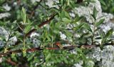 Spiraea &times; cinerea