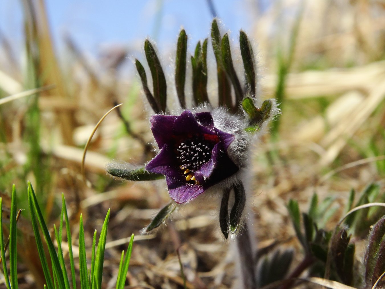 Image of Pulsatilla cernua specimen.