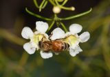 Chamelaucium uncinatum. Цветки с фуражирующей пчелой. Израиль, Шарон, г. Тель-Авив, ботанический сад университета. 10.03.2019.