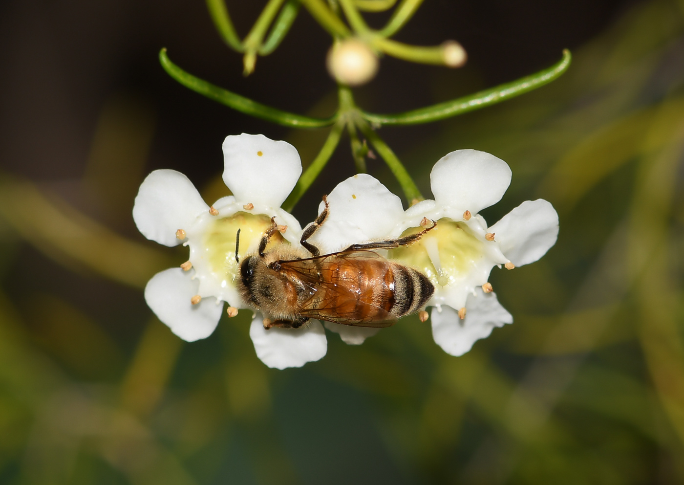 Изображение особи Chamelaucium uncinatum.