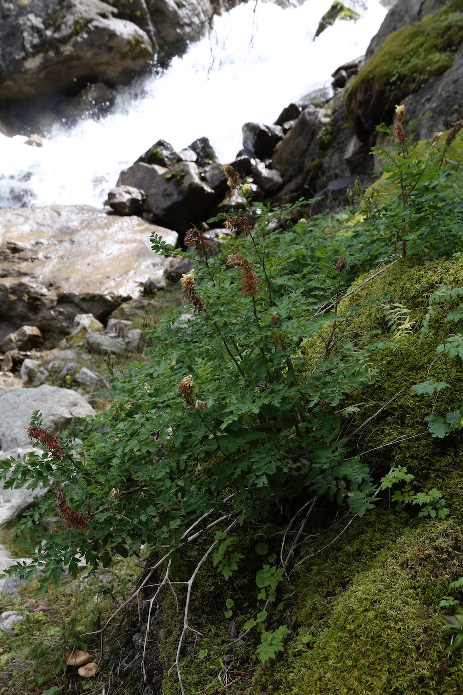 Изображение особи Corydalis semenowii.