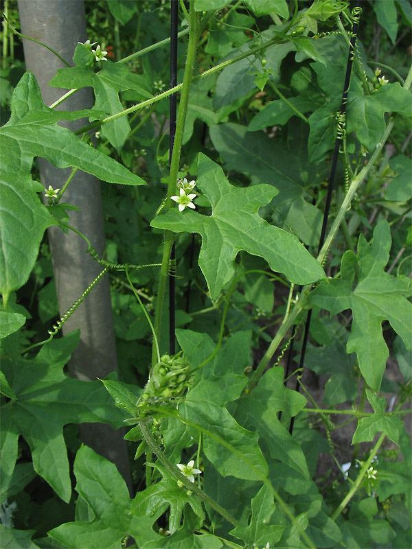 Изображение особи Bryonia dioica.
