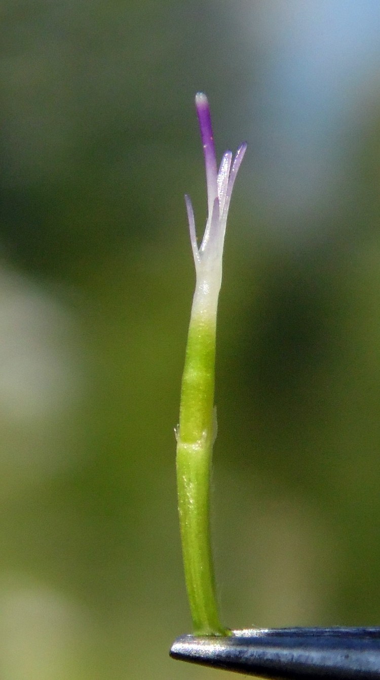 Image of Xeranthemum cylindraceum specimen.