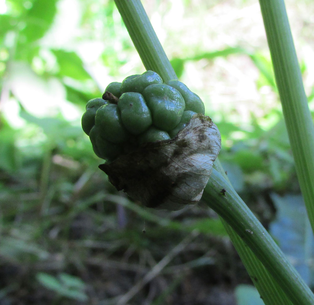 Изображение особи Arisaema flavum.