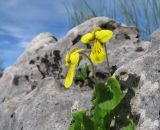 Viola caucasica. Цветки. Адыгея, Кавказский биосферный заповедник, хр. Каменное Море, юго-восточный склон горы Нагой-Кош, выс. ≈ 2050 м н.у.м., в расщелине скалы. 13.06.2016.