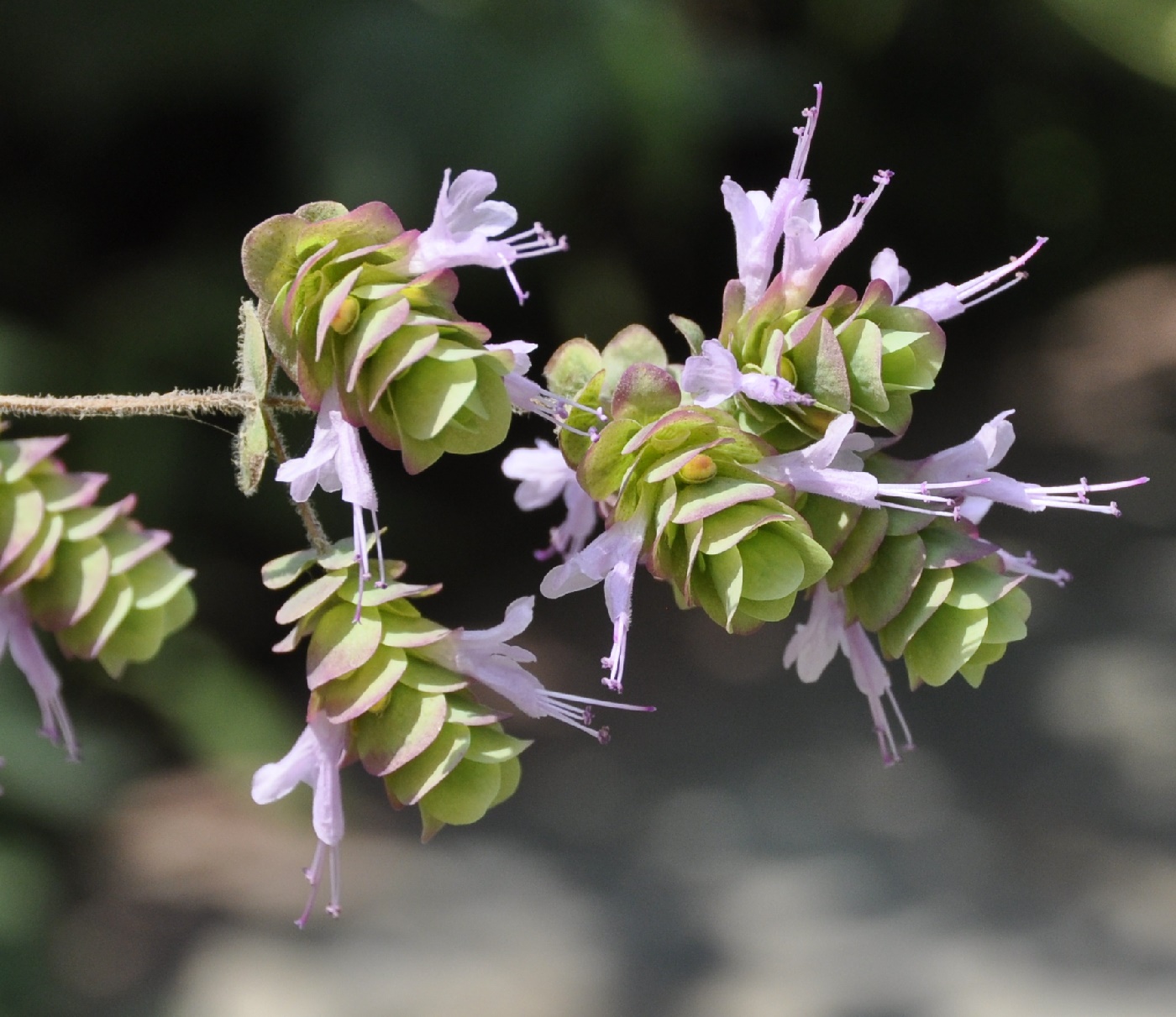 Изображение особи Origanum dictamnus.