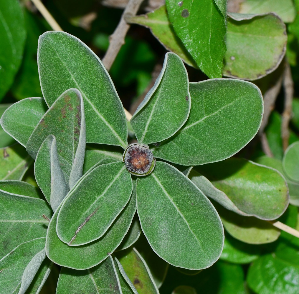 Image of Vitex trifolia ssp. litoralis specimen.