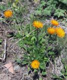 Erigeron aurantiacus