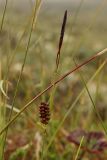 Carex rotundata. Верхушка побега с соплодием и отцветшими мужскими соцветиями. Окрестности Мурманска, конец августа 2008 г.