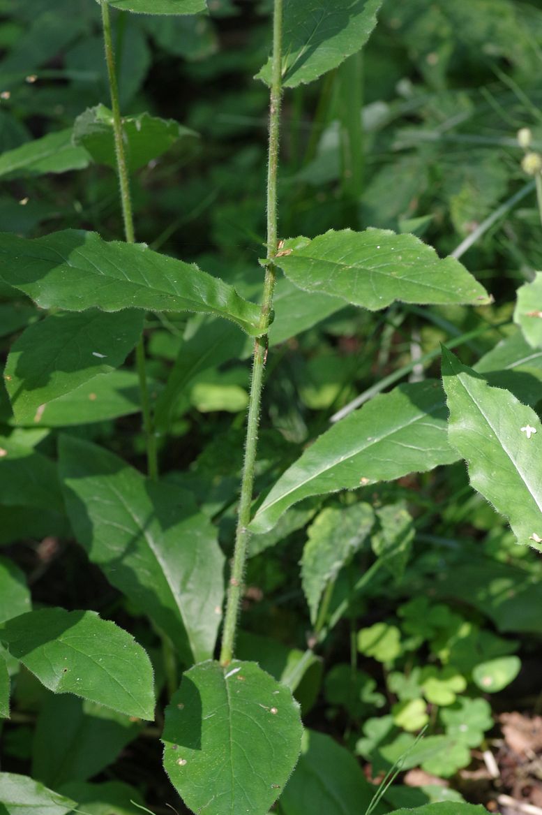 Image of Hieracium lanceolatum specimen.