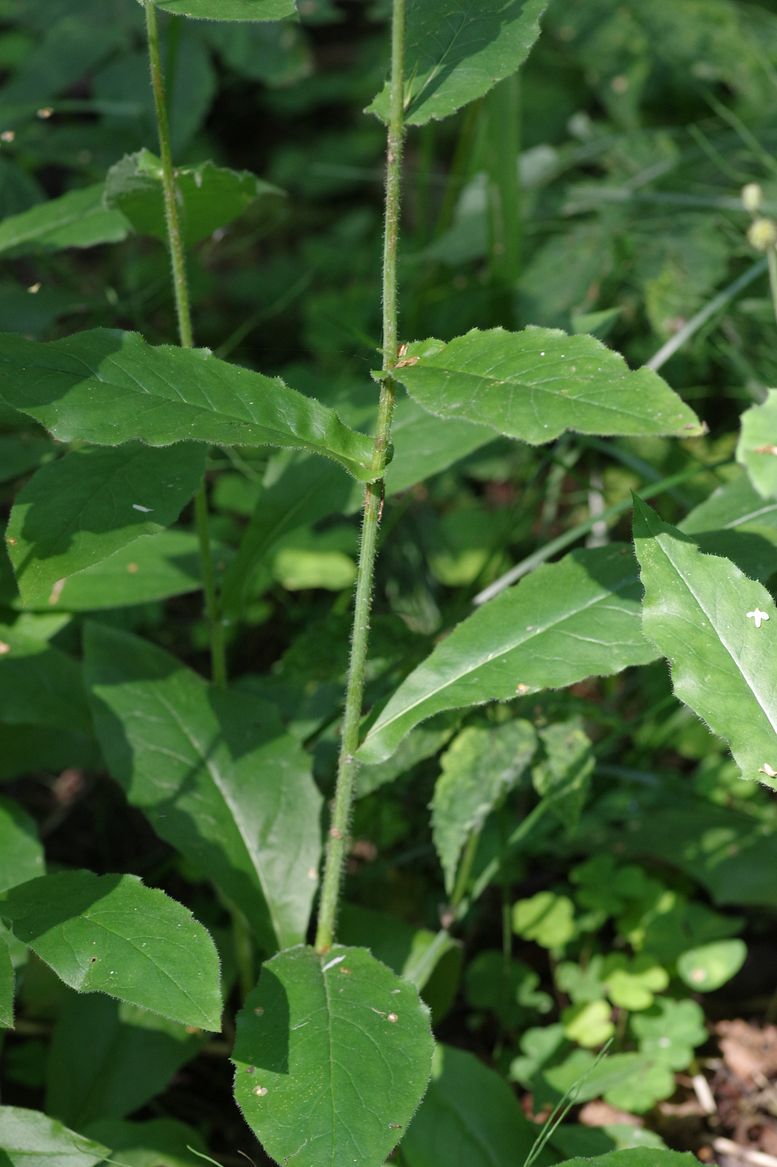 Изображение особи Hieracium lanceolatum.