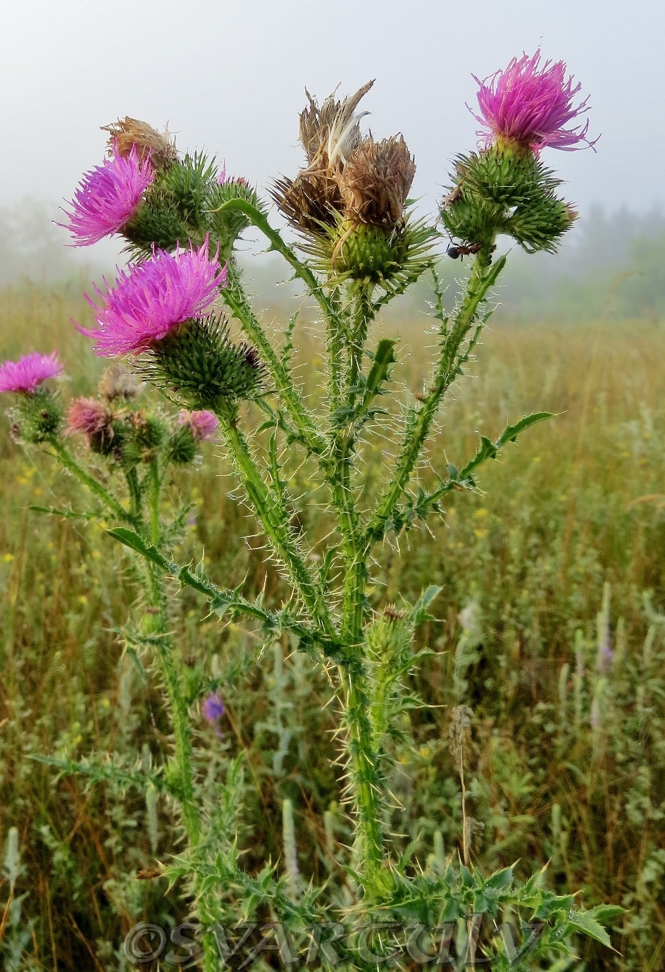 Изображение особи Carduus acanthoides.