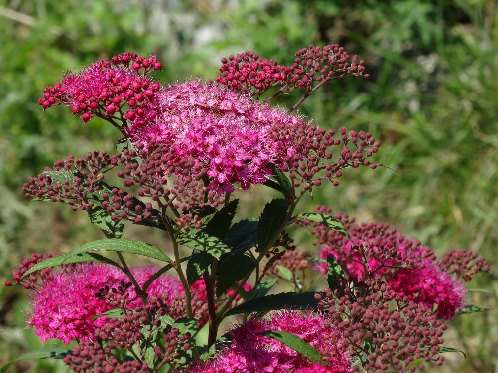 Image of Spiraea japonica specimen.
