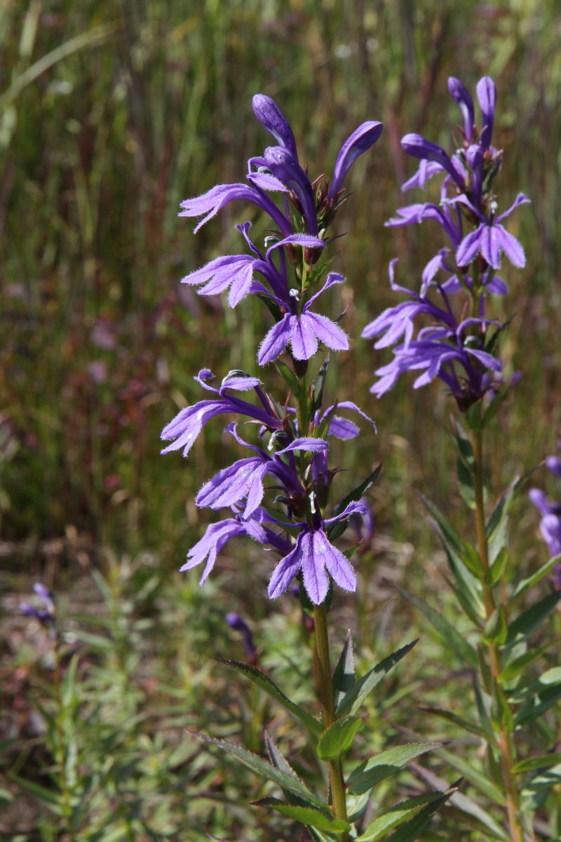 Изображение особи Lobelia sessilifolia.