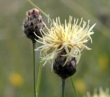 Centaurea rigidifolia