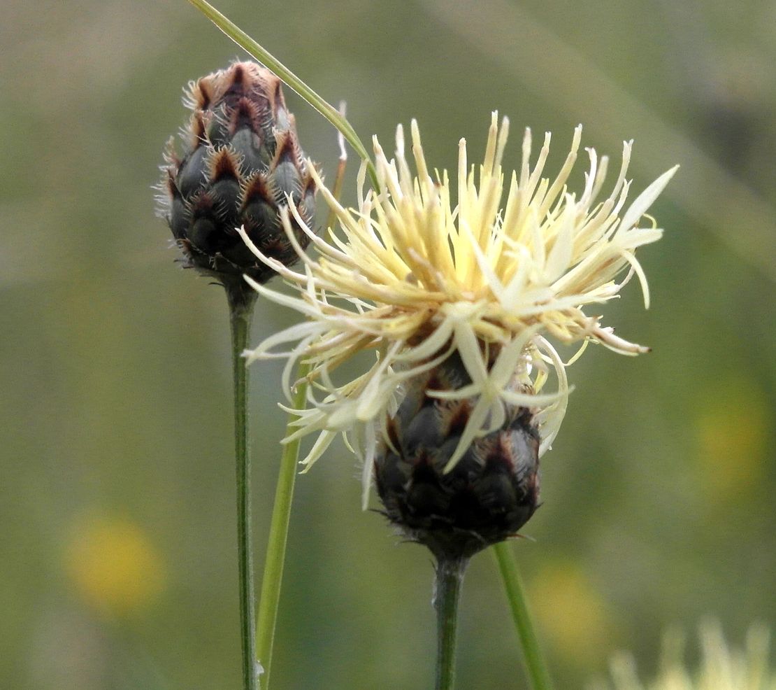 Изображение особи Centaurea rigidifolia.