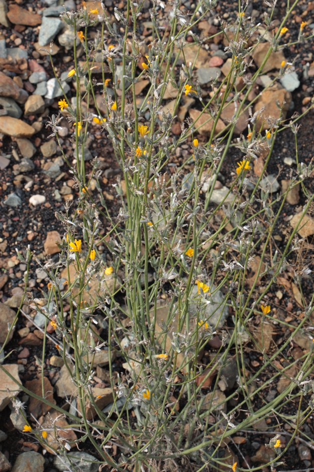 Image of Chondrilla canescens specimen.