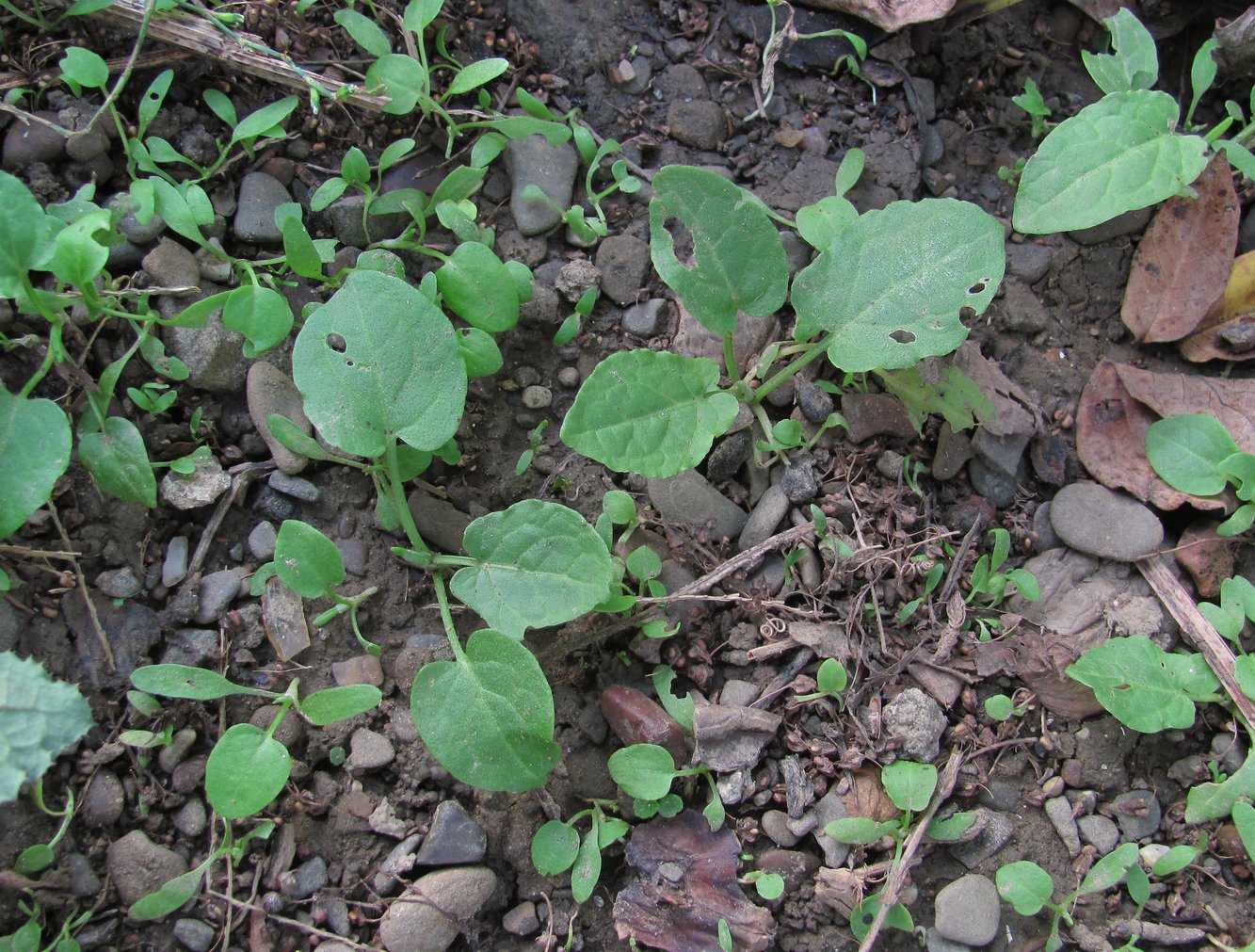 Image of Rumex obtusifolius specimen.