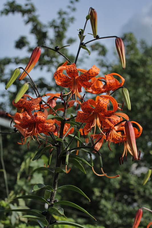 Изображение особи Lilium lancifolium.