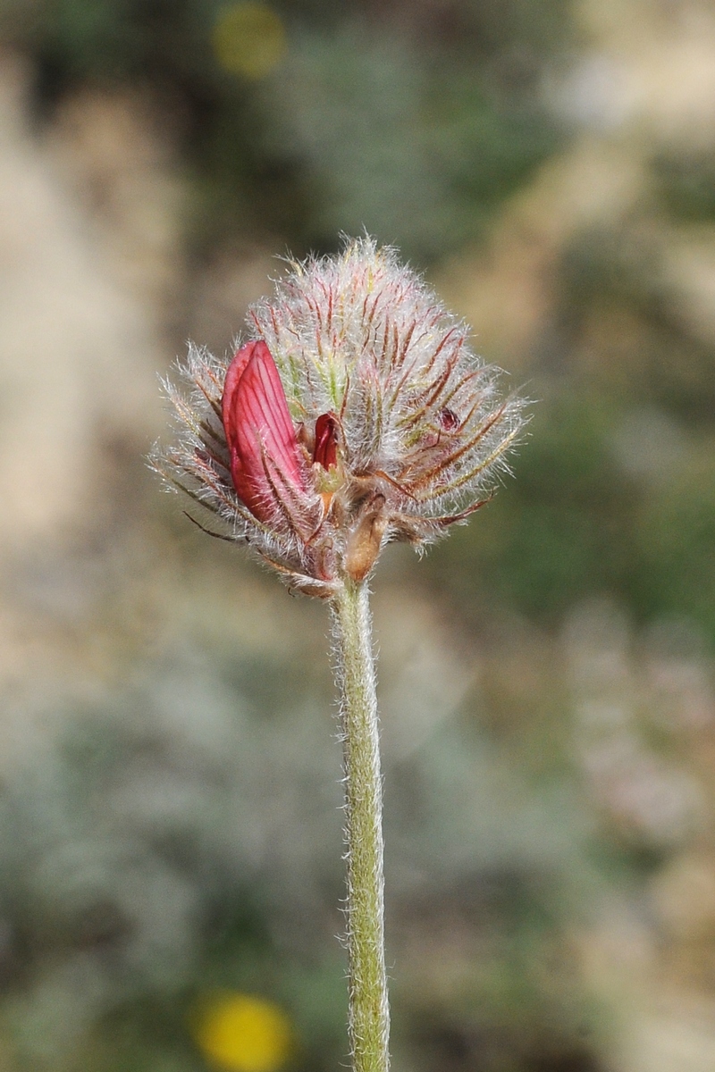 Изображение особи Hedysarum talassicum.