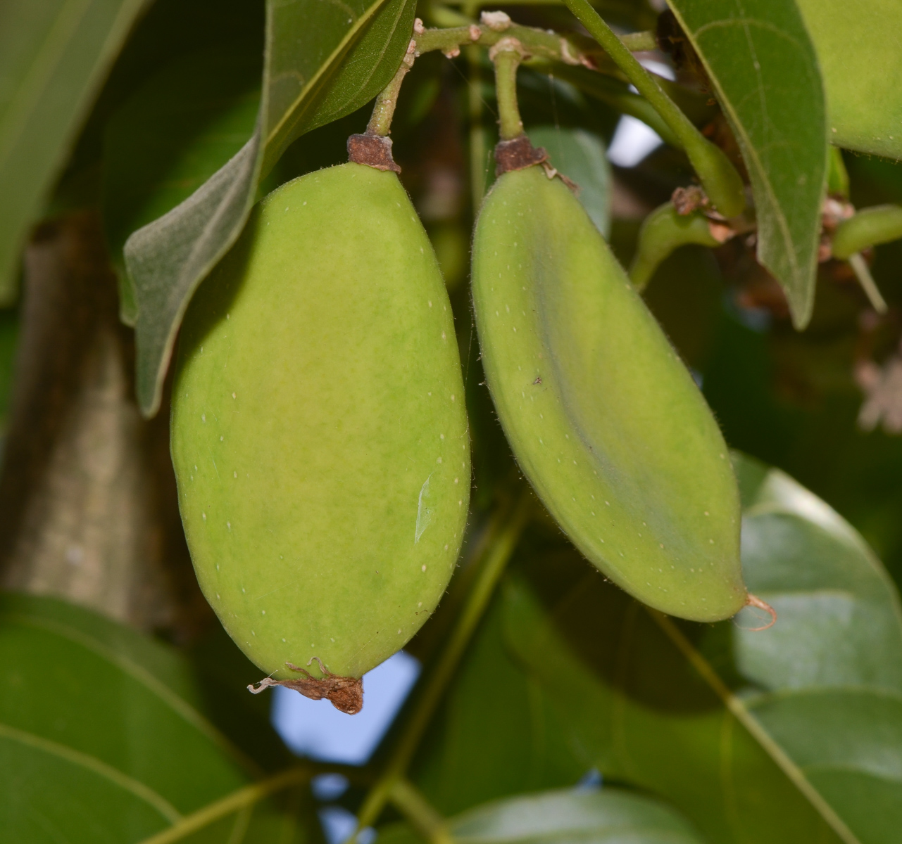 Изображение особи Pongamia pinnata.