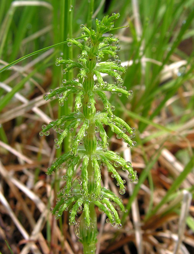 Изображение особи Equisetum sylvaticum.