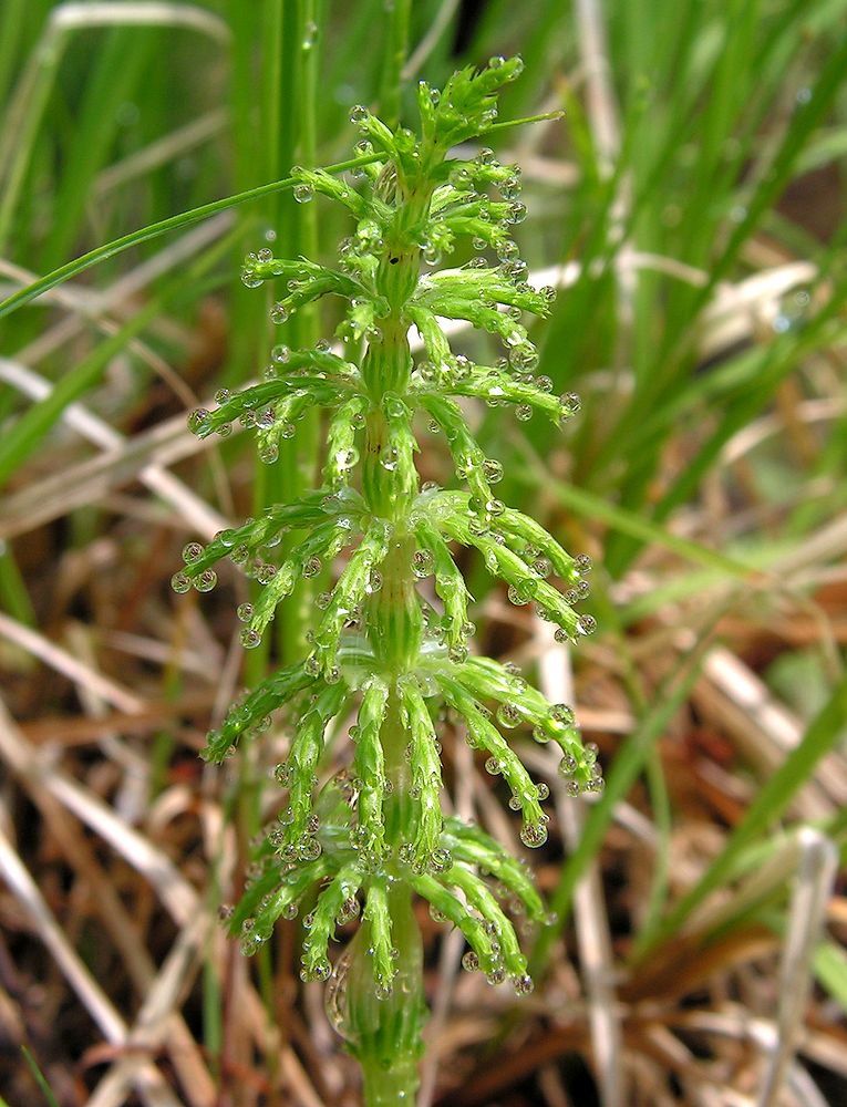 Image of Equisetum sylvaticum specimen.