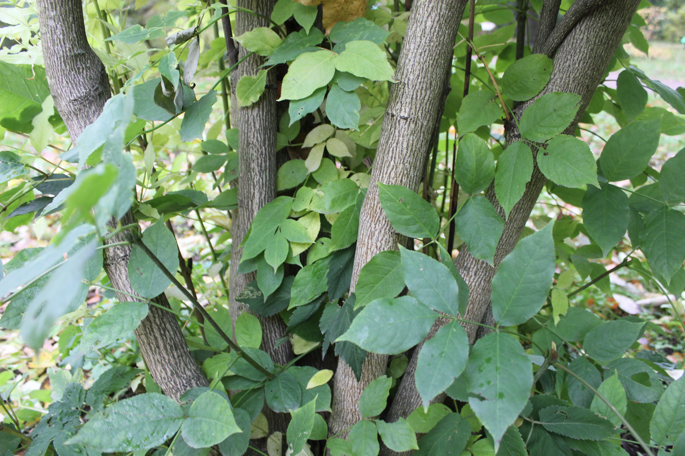 Изображение особи Staphylea pinnata.