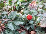 Duchesnea indica. Плод и листья. Крым, Алушта, в культуре. 11.10.2016.