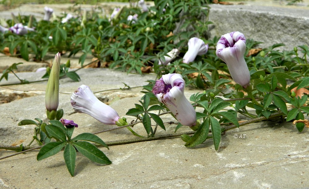 Image of Ipomoea cairica specimen.