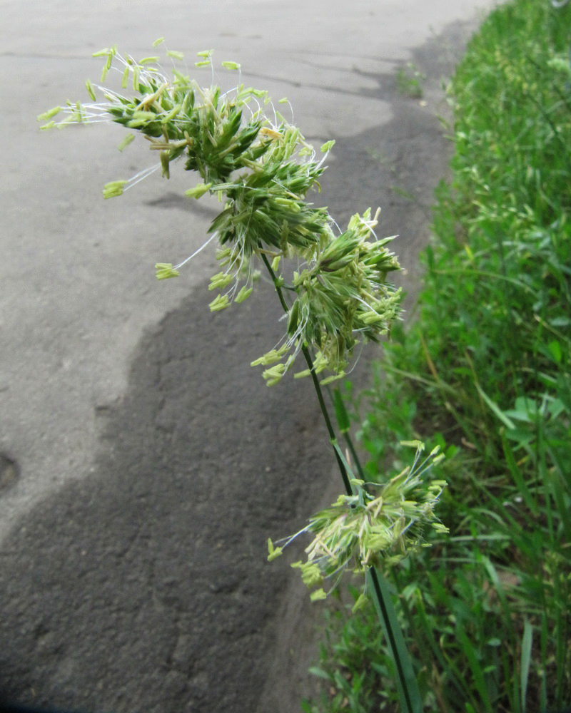 Изображение особи Dactylis glomerata.