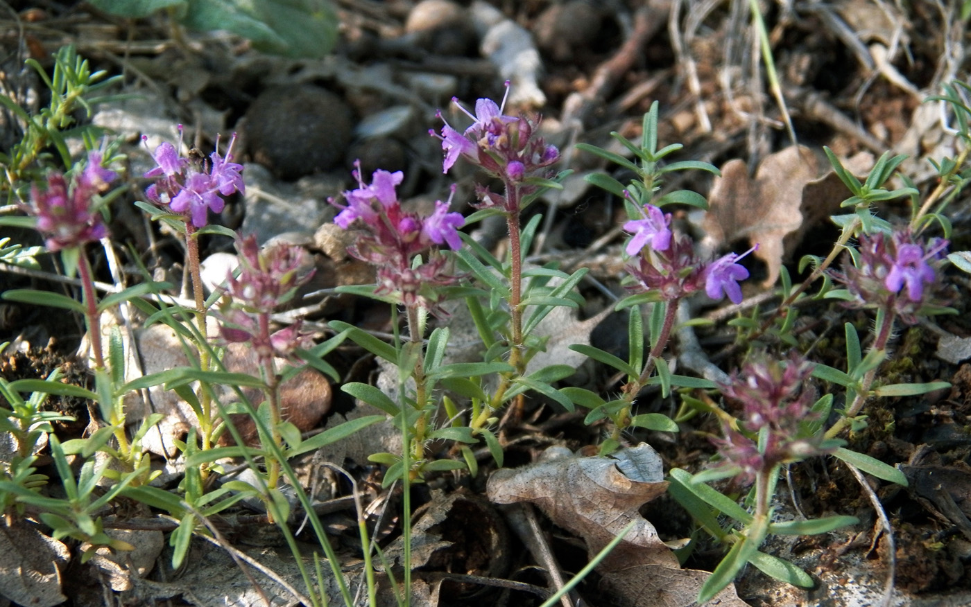 Image of Thymus roegneri specimen.