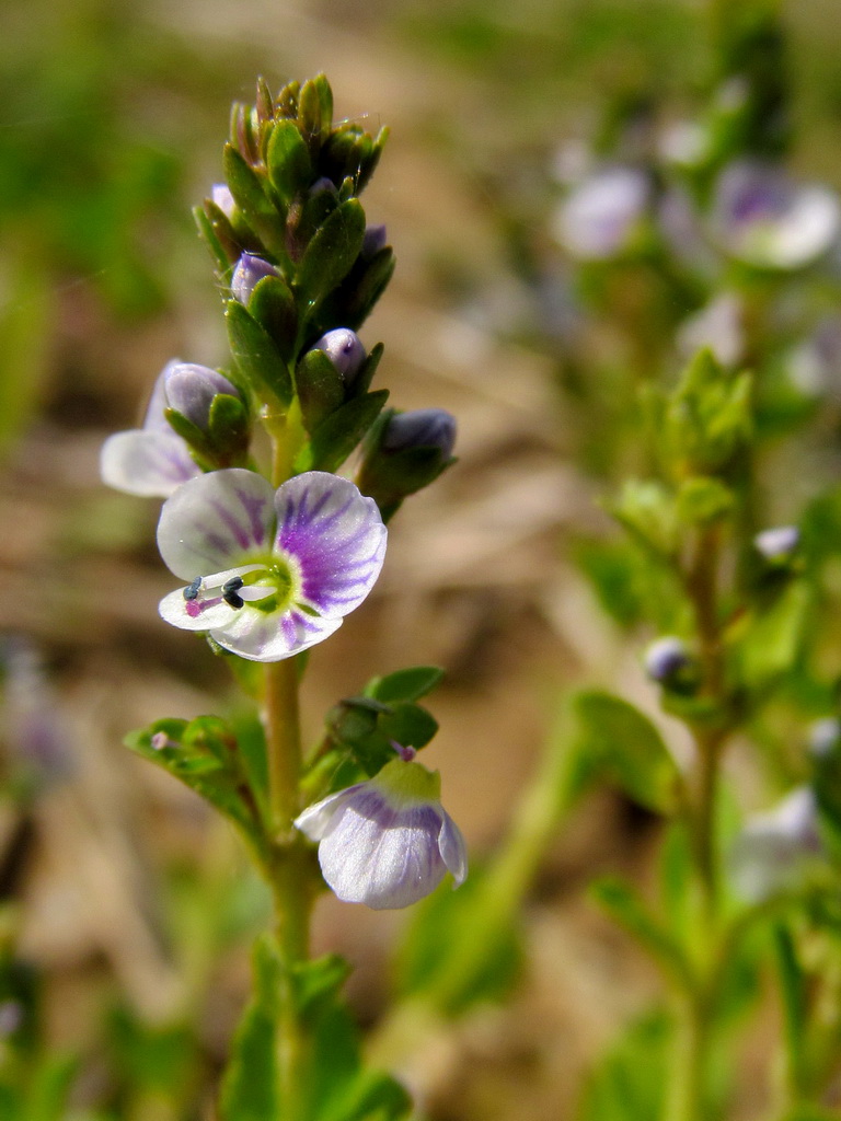 Image of Veronica serpyllifolia specimen.