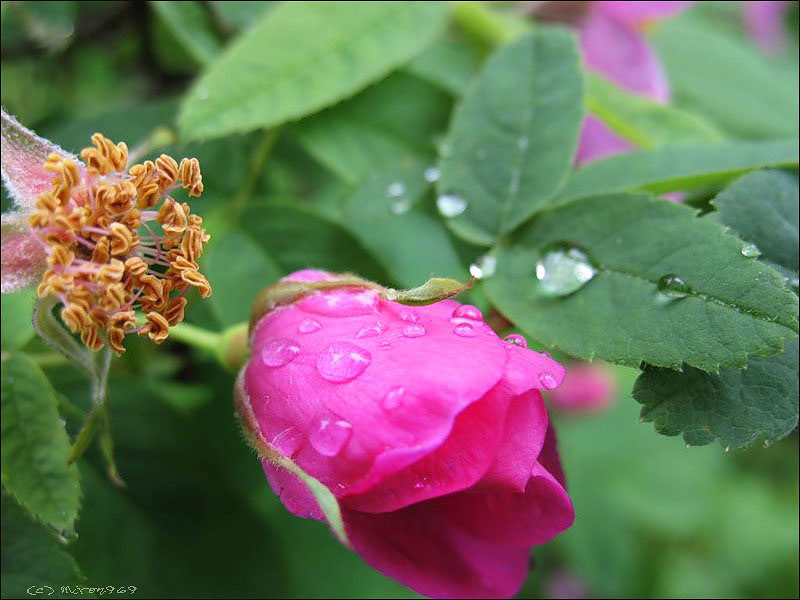 Изображение особи Rosa acicularis.