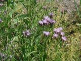 Saussurea amara. Верхушки цветущих растений (рядом плодоносящий Lepidium). Иркутск, у старого моста через р. Ангара. 08.08.2015.