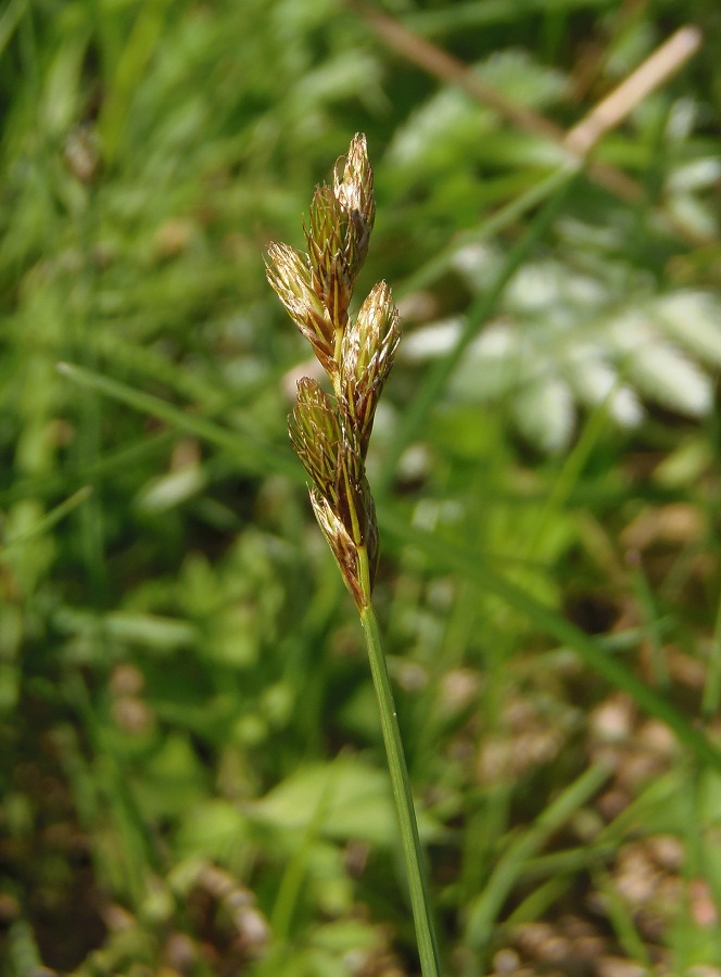 Изображение особи Carex leporina.