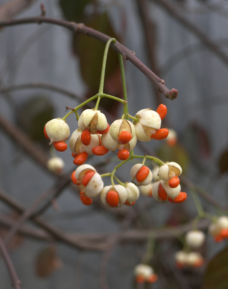 Изображение особи Euonymus fortunei.