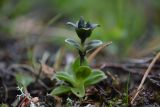 Gentiana glauca