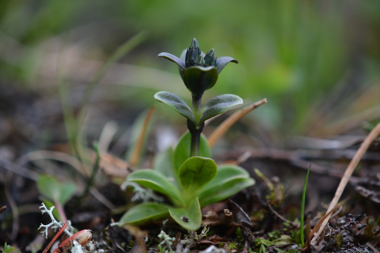 Изображение особи Gentiana glauca.