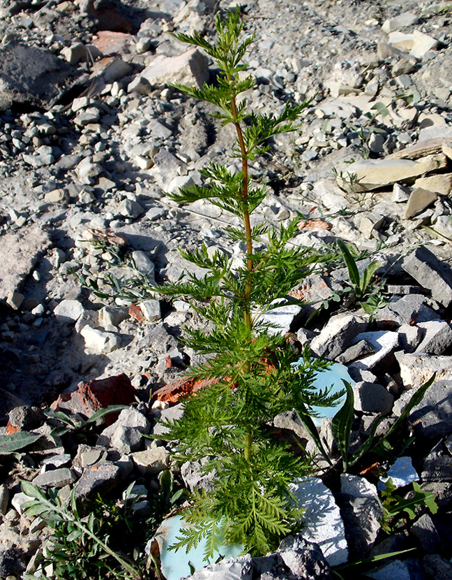 Изображение особи Artemisia annua.