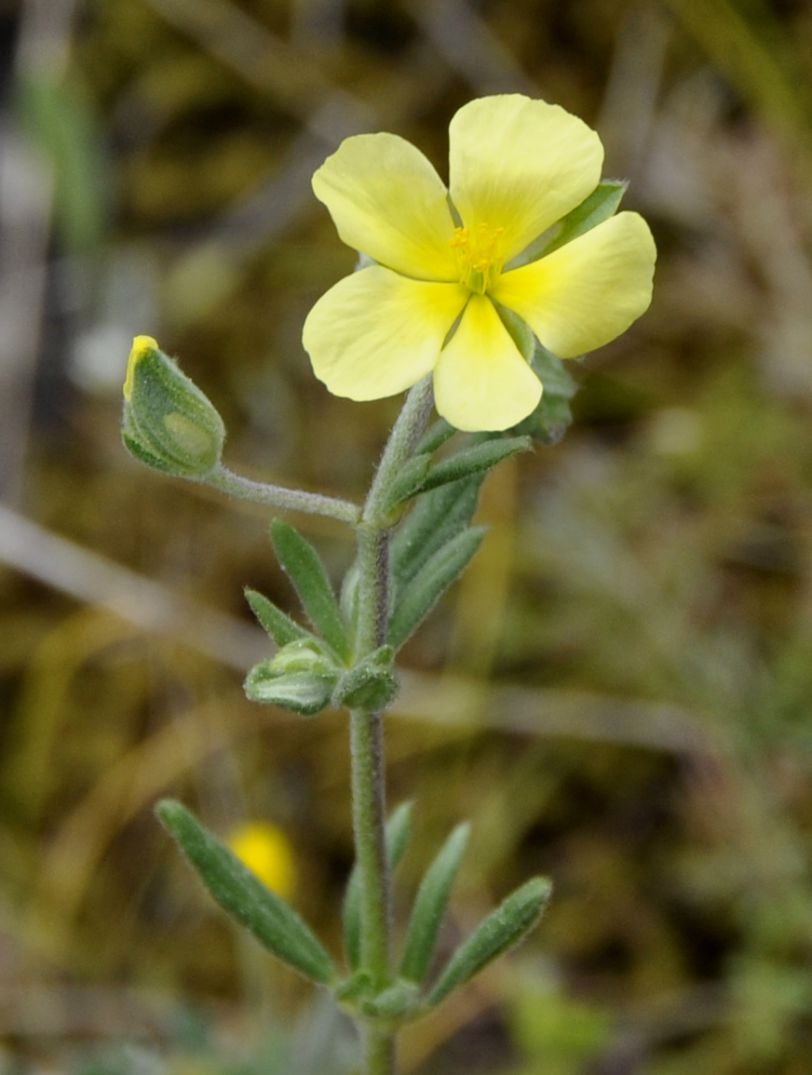 Изображение особи род Helianthemum.