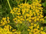 Ferula songarica