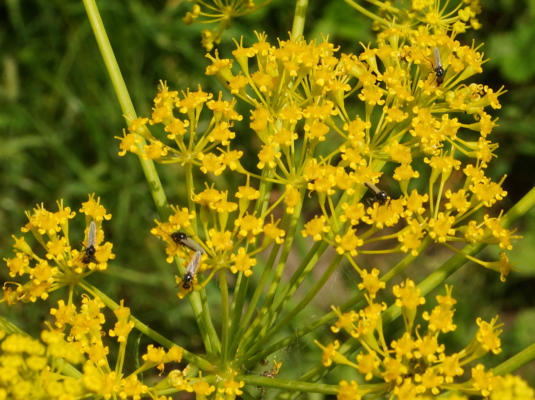 Изображение особи Ferula songarica.