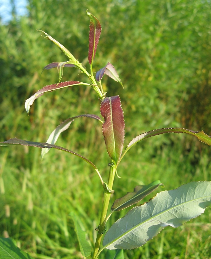 Изображение особи Salix triandra.