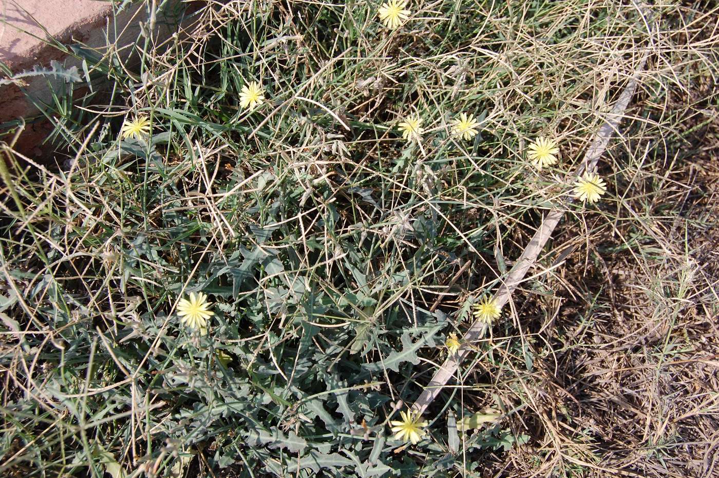 Image of genus Launaea specimen.